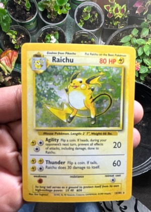 Raichu, graded 7.5