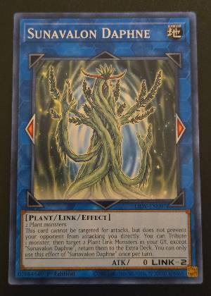 Sunavalon Daphne, graded 9.5